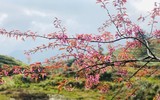 Rực rỡ sắc hồng hoa mai anh đào trên những đồi chè Ô Long ở Sa Pa