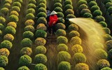 [ẢNH]Các bức ảnh đẹp mê hồn về Việt Nam