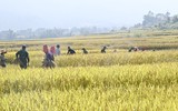 Sắc xanh Bộ đội Biên phòng trên cánh đồng lúa vàng Bình Liêu