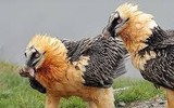 [Ảnh] Lạ lùng loài chim khổng lồ, có cả chòm râu dưới cằm và rất thích nuốt chửng xương