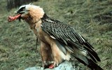 [Ảnh] Lạ lùng loài chim khổng lồ, có cả chòm râu dưới cằm và rất thích nuốt chửng xương