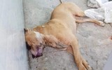 [Ảnh] Loài chó dữ Pitbull vừa cắn chết người ở Long An hung bạo ra sao?