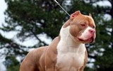 [Ảnh] Loài chó dữ Pitbull vừa cắn chết người ở Long An hung bạo ra sao?