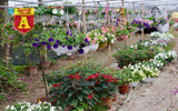 Mộc mạc và đầy sắc màu chợ hoa quê ngày giáp Tết
