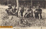 Hổ Việt Nam: Sự biến mất trong tự nhiên và xuất hiện trong các trại nuôi (Kỳ 1)