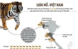 Hổ Việt Nam: Bịt kẽ hở biến tướng từ việc nuôi hổ phi thương mại (Kỳ 2)