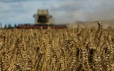 Ukraine đẩy mạnh xuất khẩu ngũ cốc khi Hạm đội Biển Đen 'tê liệt'