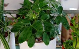 [ẢNH] 12 loại cây cảnh giúp cải thiện chất lượng không khí trong nhà