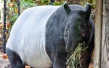 [ẢNH] Top 5 giống lợn có vẻ ngoài ‘kỳ dị’ nhất thế giới