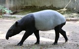[ẢNH] Top 5 giống lợn có vẻ ngoài ‘kỳ dị’ nhất thế giới