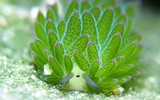 [ẢNH] Top 10 loài sên biển có vẻ ngoài độc lạ nhất hành tinh