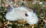 [ẢNH] Top 10 loài sên biển có vẻ ngoài độc lạ nhất hành tinh