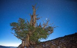 [ẢNH] Top 6 cây cổ thụ có tuổi thọ cao nhất thế giới