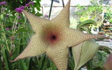[ẢNH] Top 10 loài hoa kỳ lạ gây sửng sốt nhất thế giới