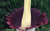 [ẢNH] Top 10 loài hoa kỳ lạ gây sửng sốt nhất thế giới
