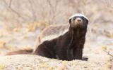 [ẢNH] Top 8 loài động vật sở hữu “năng lực” đặc biệt đến khó tin