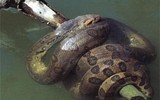[ẢNH] Top 5 sinh vật được mệnh danh là ‘sát thủ máu lạnh’ của vùng Amazon