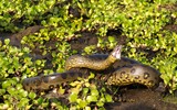 [ẢNH] Top 5 sinh vật được mệnh danh là ‘sát thủ máu lạnh’ của vùng Amazon
