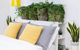 [ẢNH] Những loại cây xanh tuyệt vời nên trồng trong phòng ngủ