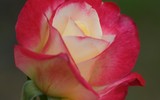 [ẢNH] Chiêm ngưỡng những loài hoa hồng quyến rũ nhất thế giới