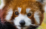 [ẢNH] Top 8 loài động vật “hiếm có, khó tìm” trên thế giới