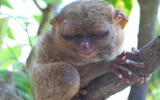 [ẢNH] Top 8 loài động vật “hiếm có, khó tìm” trên thế giới