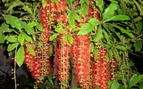 [ẢNH] Những loài cây chữa bệnh ‘nhất định phải có’ trong vườn nhà bạn