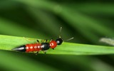 [ẢNH] 12 loại cây đẹp vừa khiến kiến ba khoang ‘khiếp vía’ biến khỏi nhà bạn
