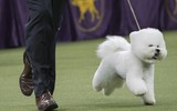 [ẢNH] Top những loài chó nhỏ đáng yêu nhất thế giới