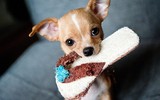 [ẢNH] Top những loài chó nhỏ đáng yêu nhất thế giới