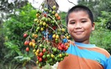[ẢNH] Điểm danh những loại quả gắn liền với tuổi thơ của nhiều người Việt Nam