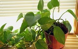 [ẢNH] Những loại cây cảnh nên trồng trong nhà khi thời tiết chuyển lạnh