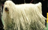 [ẢNH] Những loài động vật sở hữu bộ lông kỳ lạ nhất thế giới