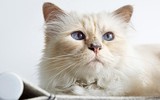 [ẢNH] Cuộc sống thượng lưu của “cô mèo” giàu nhất thế giới
