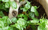 [ẢNH] Những loại cây mọc dại nhưng được ví như ‘thần dược’ cực tốt cho sức khỏe