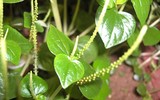 [ẢNH] Những loại cây mọc dại nhưng được ví như ‘thần dược’ cực tốt cho sức khỏe