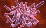 [ẢNH] Dấu hiệu và cách phòng tránh bệnh vi khuẩn 'ăn thịt người' Whitmore sau mùa mưa lũ