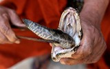 [ẢNH] Nỗ lực bảo tồn sự sống cho loài rắn của một nhà sư Myanmar