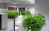 [ẢNH] Phong thủy văn phòng: Những loại cây cảnh giúp đem lại tài lộc, công việc hanh thông