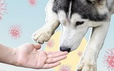 [ẢNH] Huấn luyện chó để phát hiện người nhiễm Covid-19?