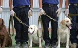 [ẢNH] Huấn luyện chó để phát hiện người nhiễm Covid-19?