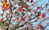 [ẢNH] Rạo rực hoa tháng 3: TP.HCM kèn hồng rực rỡ - Hội An hoa giấy rợp trời - Hà Nội muồng hoàng yến ‘thế chỗ’ hoa ban