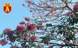 [ẢNH] Rạo rực hoa tháng 3: TP.HCM kèn hồng rực rỡ - Hội An hoa giấy rợp trời - Hà Nội muồng hoàng yến ‘thế chỗ’ hoa ban
