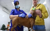 [ẢNH] Nga phê duyệt vắc-xin ngừa Covid-19 đầu tiên trên thế giới cho vật nuôi