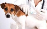 [ẢNH] Nga phê duyệt vắc-xin ngừa Covid-19 đầu tiên trên thế giới cho vật nuôi