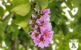 [ẢNH] Đường phố Hà Nội đẹp nao lòng trong sắc hoa bằng lăng 