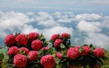 [ẢNH] Ngắm thời khắc bình minh tuyệt đẹp giữa 'biển mây' trên đỉnh núi Bà Đen
