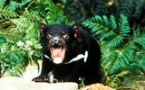 [ẢNH] Điều ít biết về quỷ Tasmania - sinh vật vừa chào đời ở lục địa Australia sau 3.000 năm biến mất