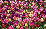 [ẢNH] ‘Lạc’ trong thiên đường hoa nở quanh năm tại Nhật Bản