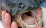 [ẢNH] Khám phá những loài cá kỳ dị nhất hành tinh 